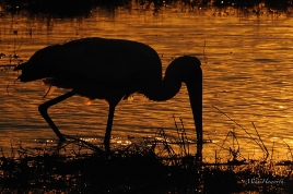 A Yellow-billed Stork foraging along the water's edge in the last light across the Chobe River.