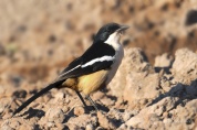 Southern Boubou along the banks of the Chobe River.