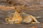 We caught this lioness's attention. The two females were lying in the cool shade after having fed on an Eland