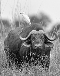 This Buffalo did not look impressed with us passing by. The composition lent itself to a black and white treatment.