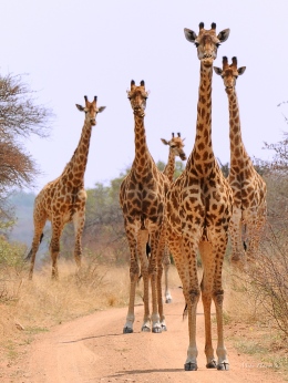 There are quite a few Giraffe in Borokolalo. We came slowly around a corner to be greeted by these five Giraffe.