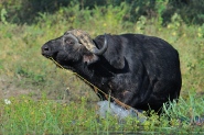 This Buffalo bull was enjoying eating water lily stems along the Chobe River's edge.