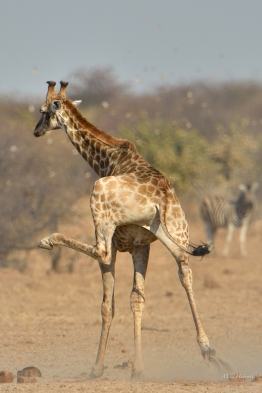 This young female Giraffe was running away from a waterhole in Etosha and just fooling around by the look of it.