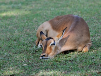 This female Impala is relaxing on a lawn at Pretoriuskop camp in Kruger Park.