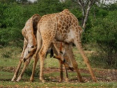 Two Giraffe males slugging it out