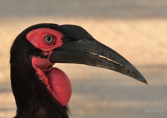 Close up of the Ground Hornbill. The deep red colour is seen in the adult birds.