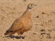 Male Burchell's Sandgrouse alerted by activity among the Cape Turtle-doves on the other side of the waterhole. This is a great place for Lanner Falcons to hunt.