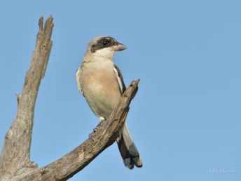 Male lesser grey-headed shrike on a good perch with a clean background in Kruger Park. The pinkish breast feather colouring is symptomatic of fresh plumage. The male has a thicker black mask than the female with stronger colouring.