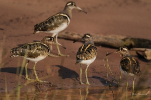 Painted Snipe on the banks of the Chobe River
