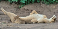 A relaxed lioness lying on the cool sand in the shade in a Mashatu river bed, accompanied by one of her small cubs