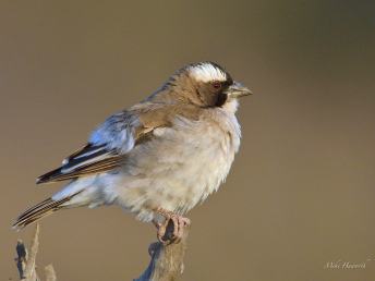 White-browed Sparrow-Weaver all puffed up against the cold that morning