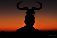 Jerry- sitting bull - at sunset in Mashatu