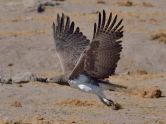 A Martial Eagle in full flight