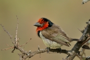 Black-collared Barbet puffed up because he was chilly