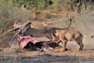 Lioness dragging her Eland kill out of the hot morning sun in Mashatu