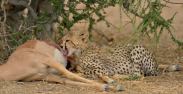 Young Cheetah feeding on an Impala carcass in Mashatu