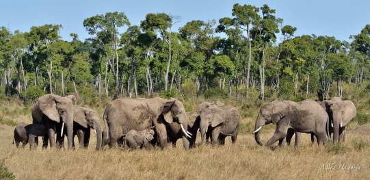 Breeding herd of Elephant close to the Mara river is Masai Mara