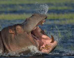 Chobe river wildlife photography