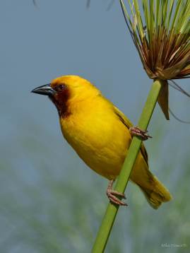 Southern Brown-throated Weaver along the Chobe river