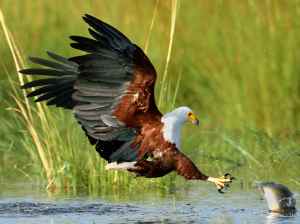 Chobe river wildlife photography