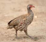 Red-necked Spurfowl in the Serengeti