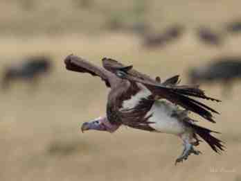 Lappet-faced Vulture coming in to land next to a carcass in the Serengeti