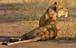 One of the older Lioness displaying her flexibility in the Serengeti