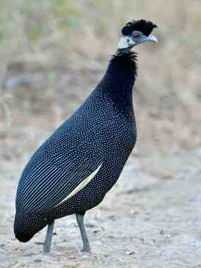 Crested Guineafowl at Tembe Eelphant Park in KwaZulu Natal, South Africa