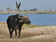 Skimmers mobbing these Buffalo to prevent them from trampling their nests on Skimmer island