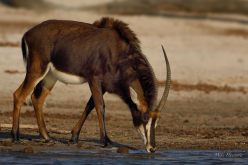Long deep draws of water - this Sable was obviously very thirsty.