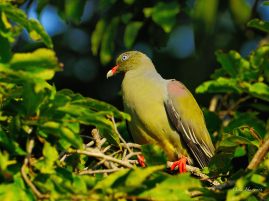 African Green Pigeon at Pretoriuskop Camp in the Kruger Park in South Africa.