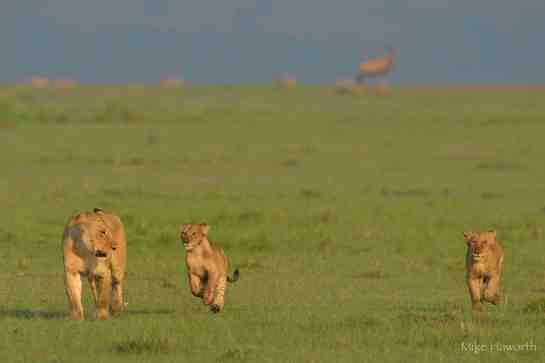Photographic safari in Masai Mara,Kenya