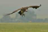 Massive Lappet-faced Vulture flying in to partake in the remains of a hippo kill in the Masai Mara