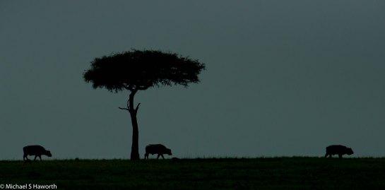 Photographic safari in Masai Mara,Kenya -----------------Shooting data--------------------------- 1/1/8000, f8, iso800, 600mm