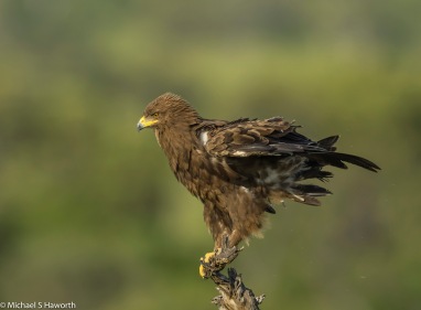 Lesser Spotted Eagle in Mashatu